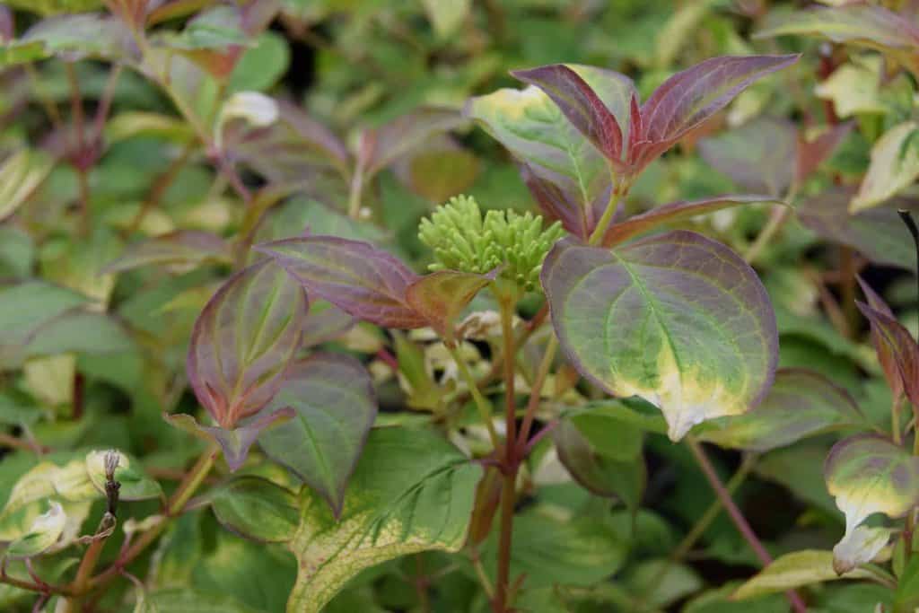 Cornus sanguinea 'Midwinter Fire' 40-60 cm
